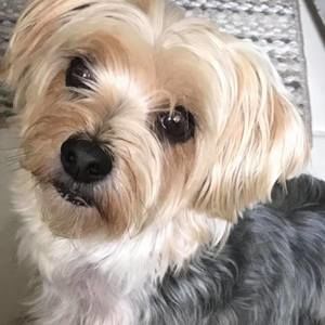 Meet your Posher, Rose